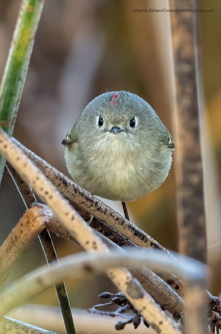 Did I say you could take my picture - The Comedy Wildlife Photography Awards 2021 / Patrick Dirlam 