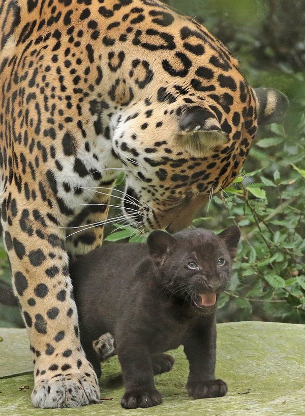 Jaguarwelpen ARTIS voor het eerst buiten hun nest