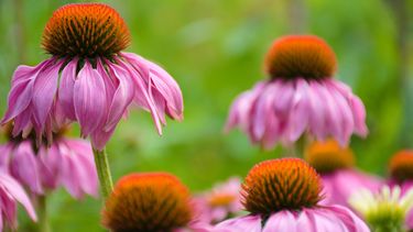 echinacea verkoudheid