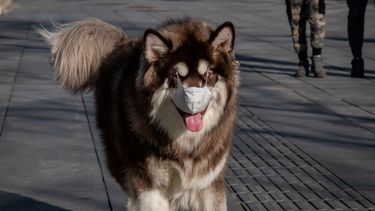Eerste hond met corona in Hongkong