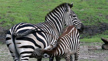 Een jonge zebra bij zijn moeder