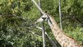 Giraffe dierentuin Kerkrade raakt bekneld en sterft