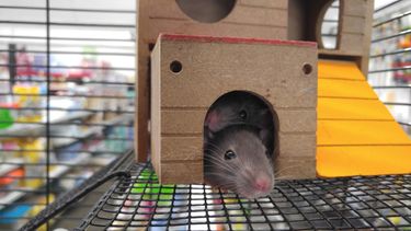 Ratten helpen sneller andere ratten als meerderen dat doen
