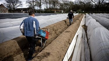 arbeidsmigranten asperges