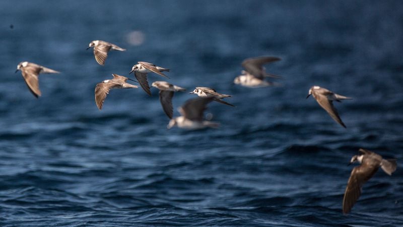 Pijlstormvogels