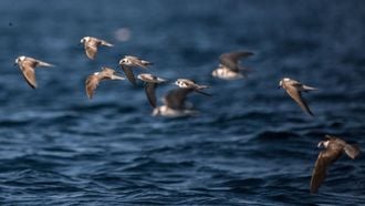 Pijlstormvogels