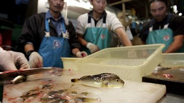 Japan in rep en roer door verkoop giftige vis. / EPA