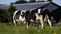 SOEST - Koeien lopen richting de stal waar zonnepanelen op het dak liggen op een duurzame boerderij die levert aan zuilvelcooperatie FrieslandCampina. ANP ROBIN VAN LONKHUIJSEN