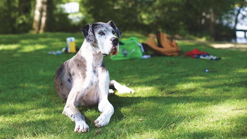 Mama gaat op date Duitse dogs