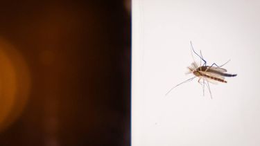 First death from West Nile virus reported in the Netherlands