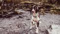 Man redt hond die verdrinkt in put