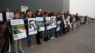 Activisten dringen Belgisch slachthuis binnen