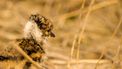 broedseizoen natuur lente