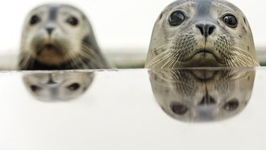 Een foto van twee zeehonden