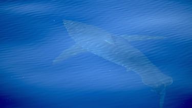 Witte haai gespot voor Spaanse kust