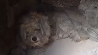 Klein wonder in Mati: hond overleeft branden in oven