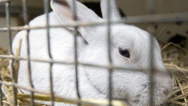 Politie zet konijn in de cel. / ANP