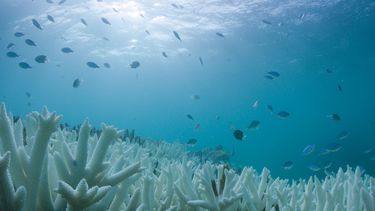 Redder Great Barrier Reef krijgt hoge beloning