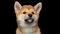 In Japan opent een 'mini Shiba café'