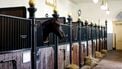 koninklijke stallen paarden