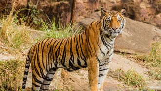 wilde dieren