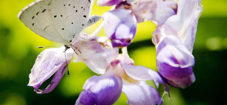vlinder, tuin, tuinieren, planten