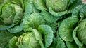 Kool is het nieuwe superfood: waarom je dit wilt eten