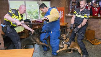 Politiehonden mochten op dierendag even helemaal losgaan tijdens een oefening. / VINCENT VAN DORDRECHT