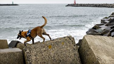 Een foto van een speurhond die aan de kust zoekt naar de vermiste surfer