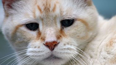 'Oudste kat' op 32-jarige leeftijd overleden
