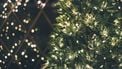 lampjes, kerstboom, gino