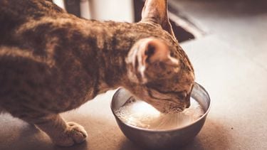 kat, katten, huisdier, melk, gevaarlijk
