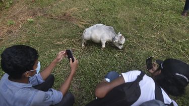 'Kleinste koe ter wereld', Rani (51 cm) trekt veel bekijks in Bangladesh Rani
