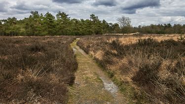 Foto van natuur in Drenthe