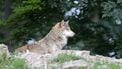 wolf hond aangelijnd wolven