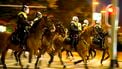 politiepaarden