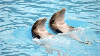 'Nieuw thuis Dolfinarium-dolfijnen net zo slecht'