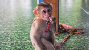 dieren worden misbruikt voor neppe reddingsvideo's