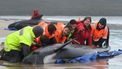 Op deze foto zijn zes mensen te zien die een aangespoelde walvis terug het water in proberen te helpen.