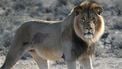 Een foto van een leeuw uit Karoo National Park (niet bekend of het een van de zeven leeuwen is)