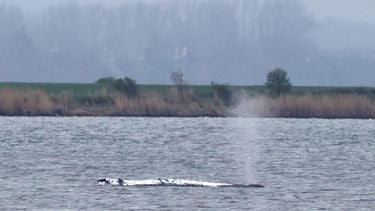 A stranded humpback whale, covered with white blankets to protect its skin, blows a fountain off the Baltic Sea coast at the island of Poel, near the small village of Weitendorf-Hof, northern Germany, on April 19, 2026. A private rescue attempt for the whale still goes on. The 13.5-metre (44-foot) humpback whale's ordeal first began in late March 2026 when it was spotted stuck on a sandbank near the city of Luebeck. It first freed itself only to become stuck again further east along the German coast. Earlier in April 2026 officials said they expected the animal to die, saying it had been too weakened by the odyssey to survive and make its way back to its natural habitat in the Atlantic. Coverage of the whale's struggle for survival and efforts to rescue it have gripped the German public, with some of the press calling the animal 