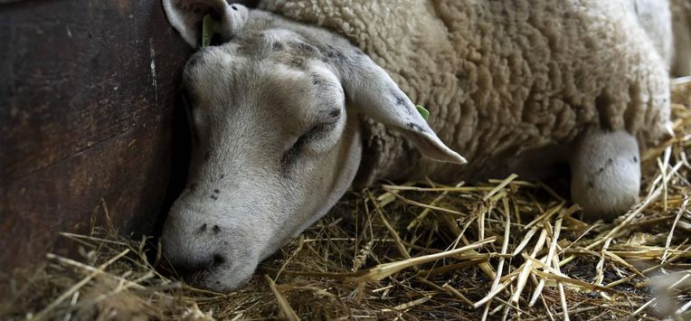 NEDERHORST DEN BERG - Een schaap besmet met het blauwtongvirus. De ziekte verspreidt snel door Nederland onder herkauwers zoals schapen, geiten en koeien. Ongeveer 10 procent van de besmette dieren gaat dood aan de ziekte. ANP SANDER KONING