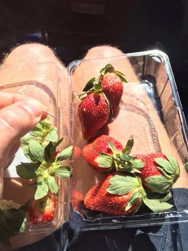 Alarm in Australië om aardbeien met naald erin 