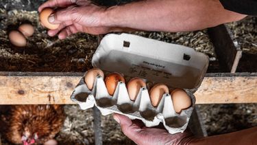 PFAS in je paasei? Dit is er aan de hand met eieren van hobbykippen