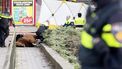 Politiepaard dat is omgekomen was kerngezond