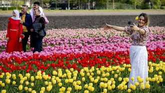 bollenvelden tulpen