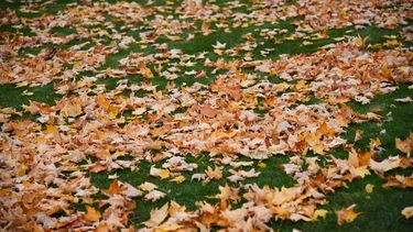 herfst, bladeren, seizoenen, koud