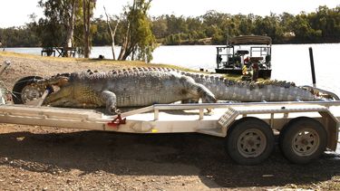 Grootste krokodil in 30 jaar doodgeschoten