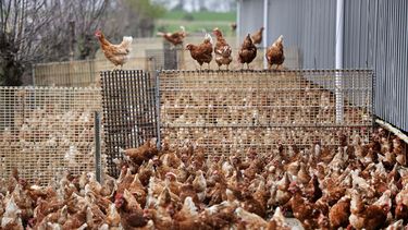 Zweedse stad gebruikt kippenmest om social distancing 'af te dwingen'