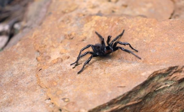 Na bosbranden nu dodelijke spinnen in Australië
